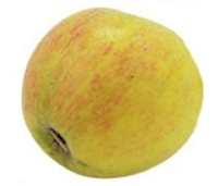 Oldenburger