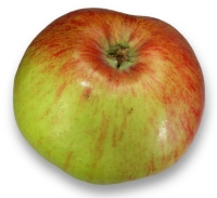 Winterrambur