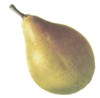 Clapps-Liebling